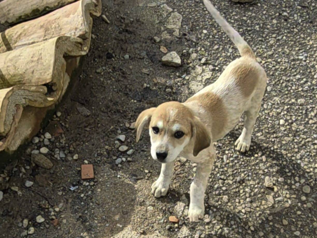 Adotta un cane, maschio, 3 mesi, Reggio