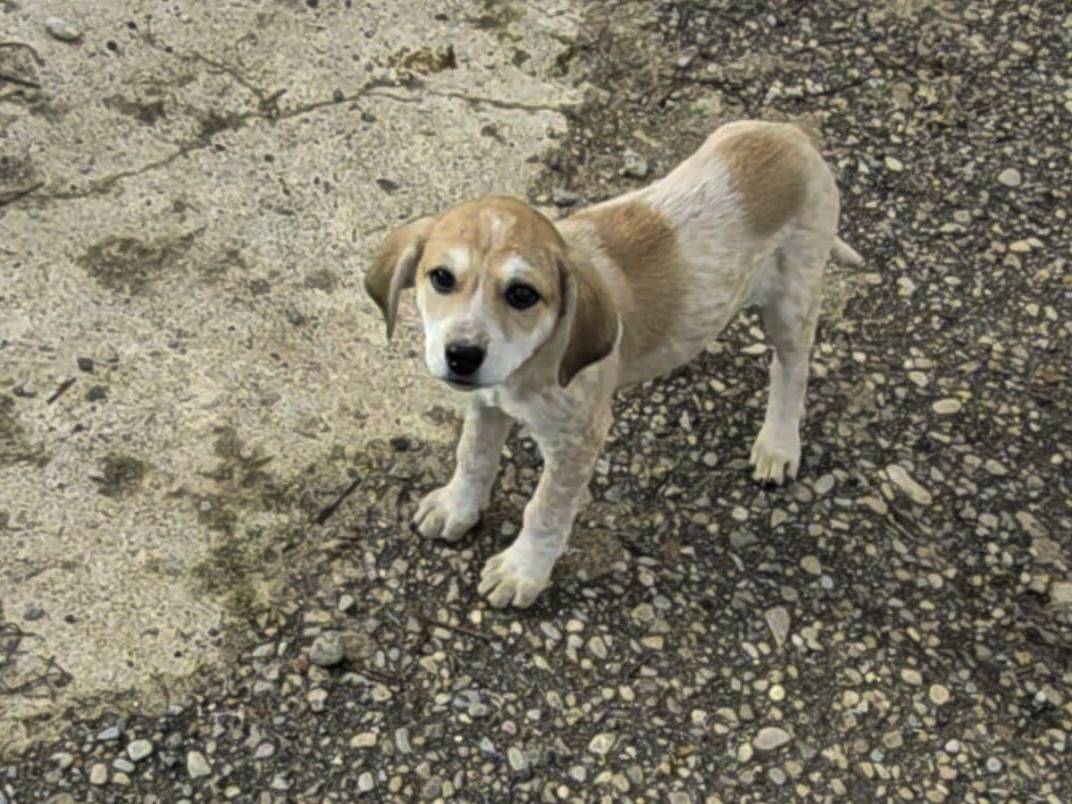 Adotta un cane, taglia media, maschio, Reggio