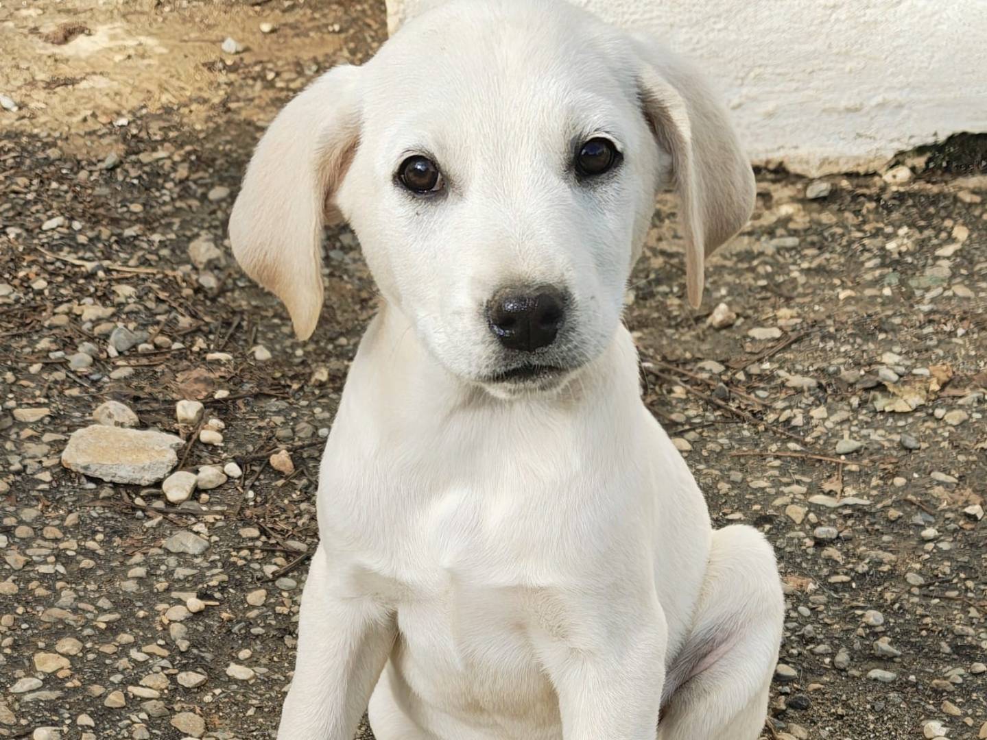 Adozione cane, maschio, Razza sconosciuta Razza sconosciuta, 3 mesi, taglia media, Reggio