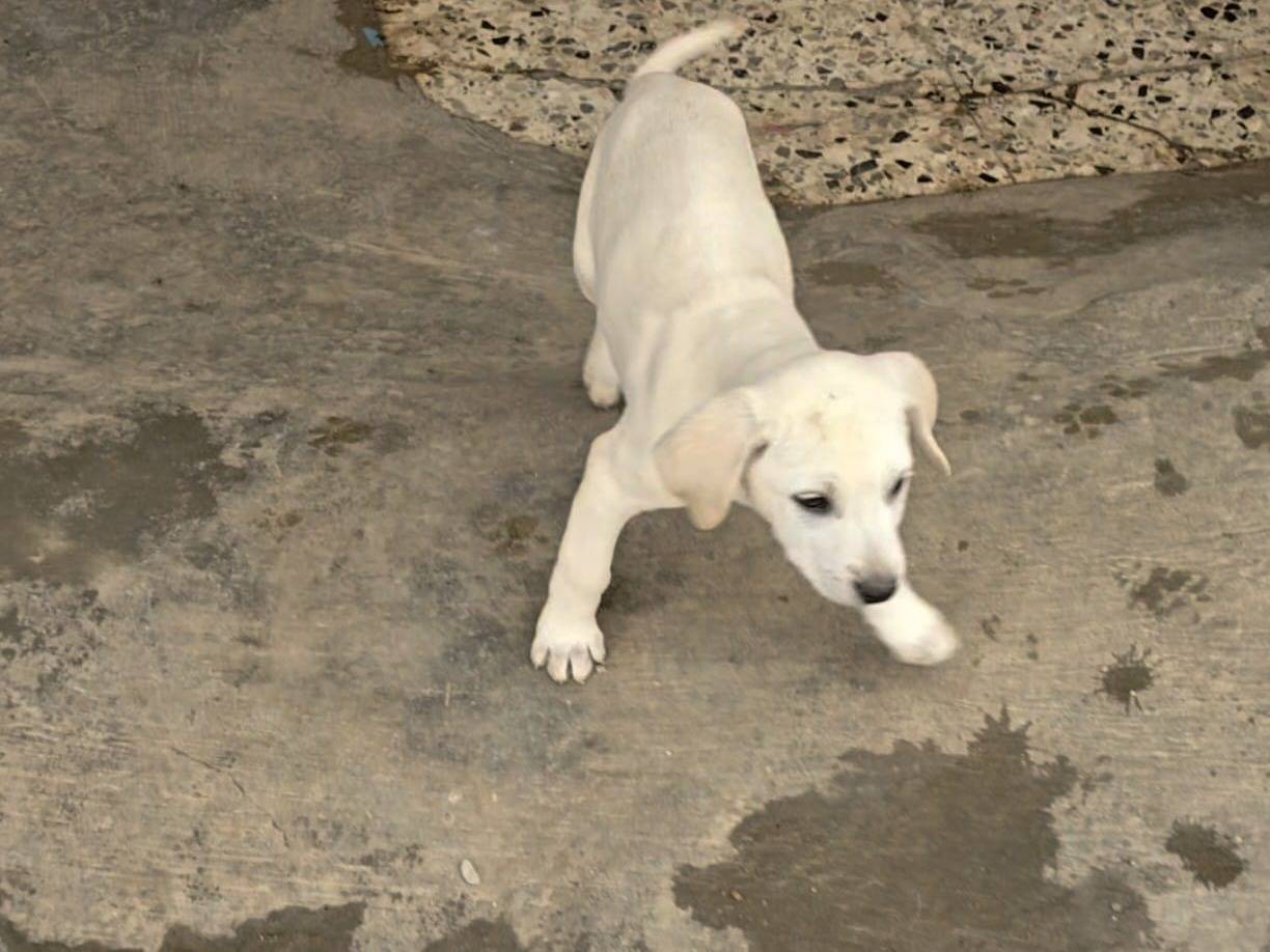 Adotta un cane, maschio, 3 mesi, Reggio