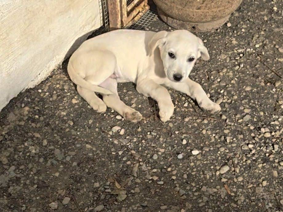 Adotta un cane, taglia media, maschio, Reggio