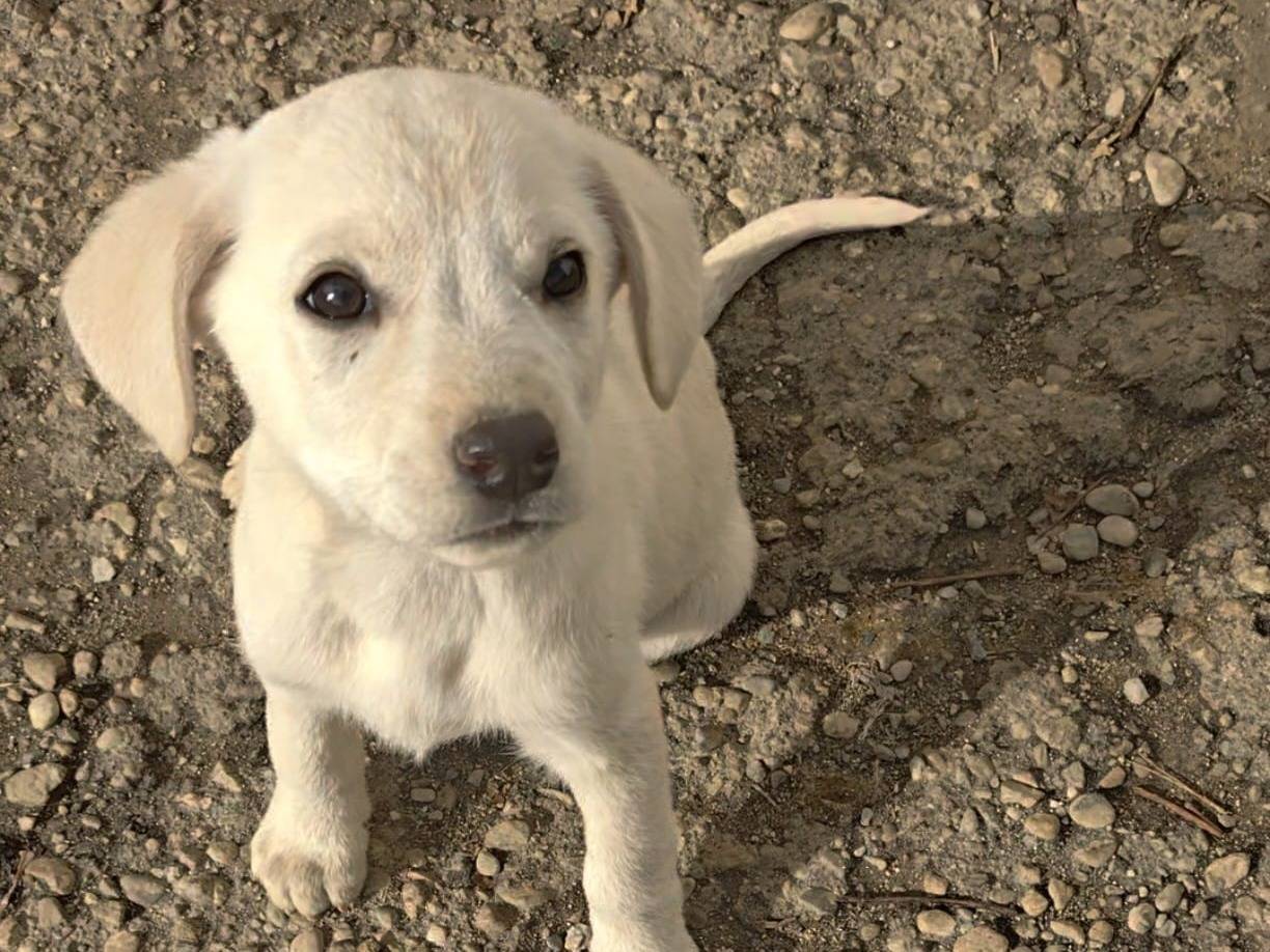 Adozione cane, maschio, Razza sconosciuta Razza sconosciuta, 3 mesi, taglia media, Reggio