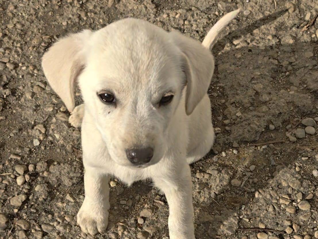 Adotta un cane, maschio, 3 mesi, Reggio