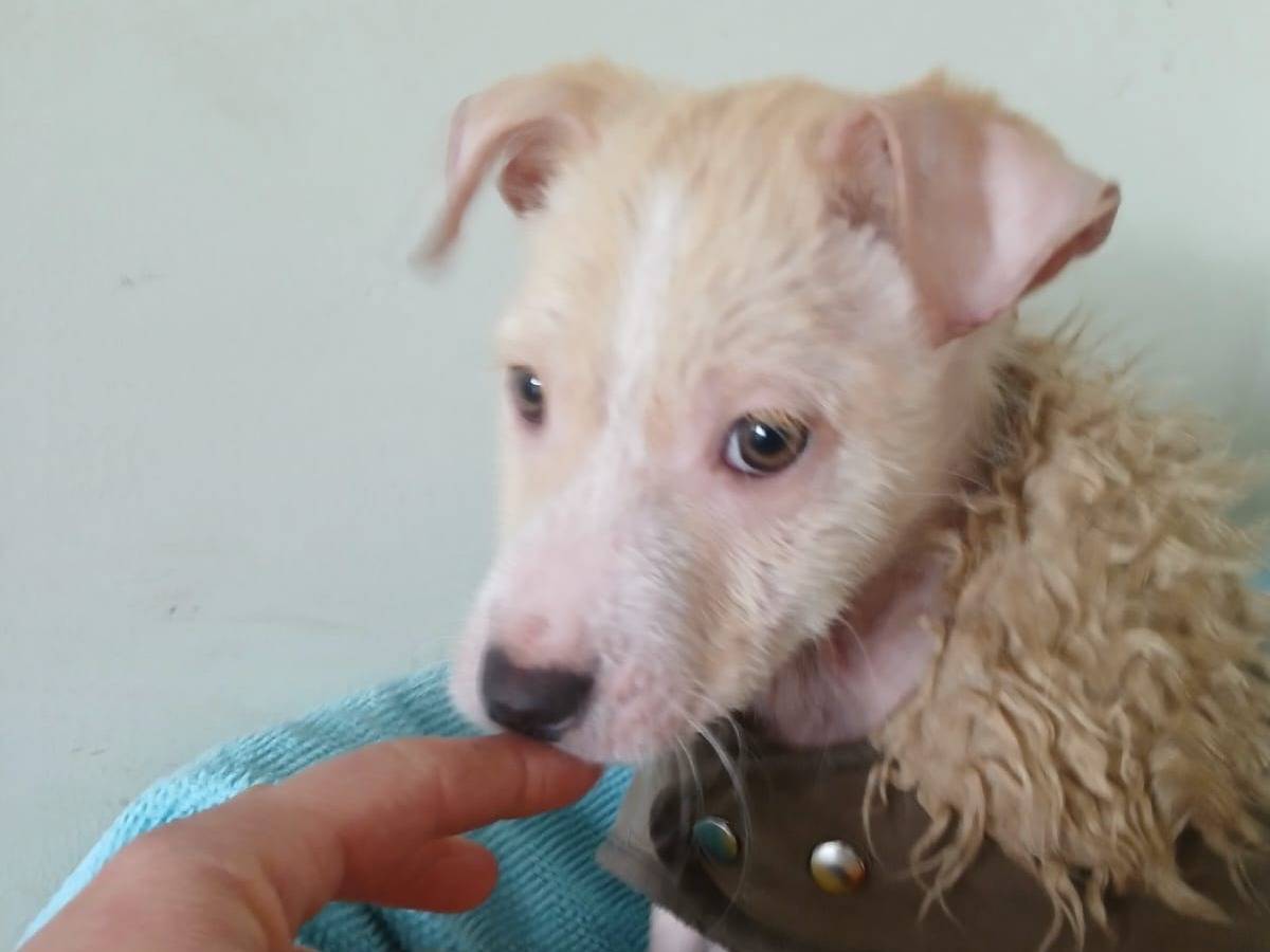 Vuoi adottare un cane a Bari?