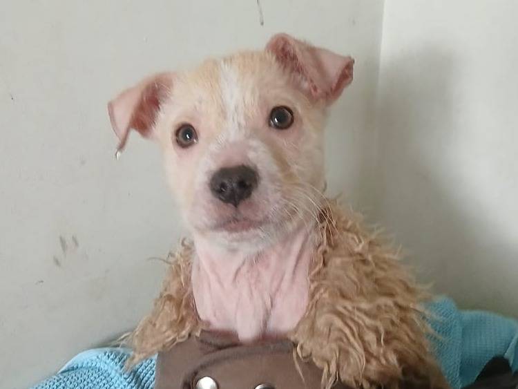 Adotta il cane Vischio a Bari