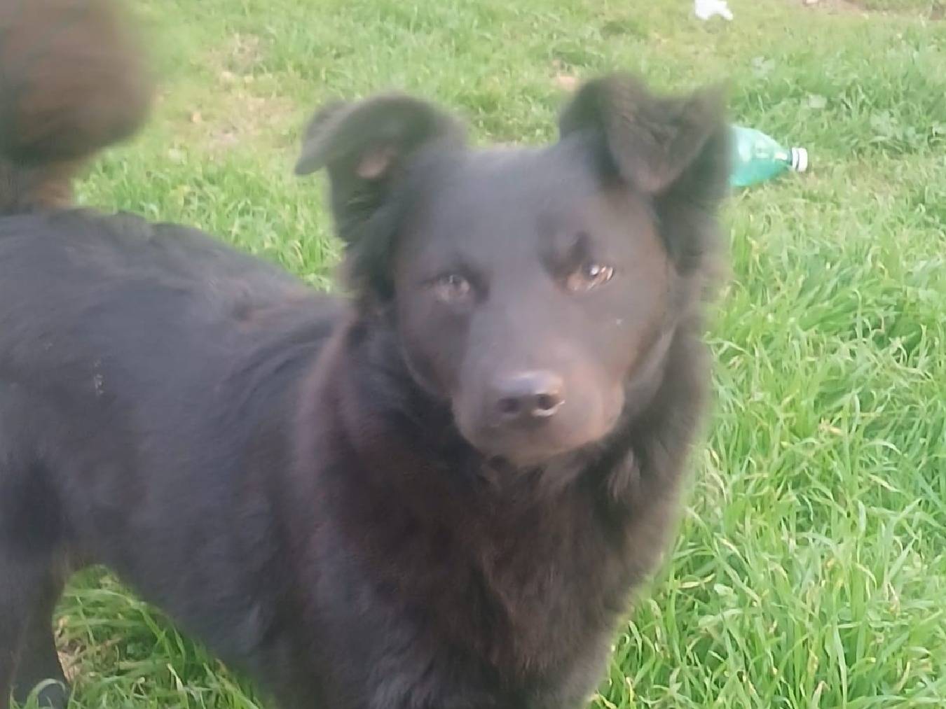 Adozione cane, femmina, Volpino di Pomerania Razza sconosciuta, 10 mesi, taglia piccola, Bari