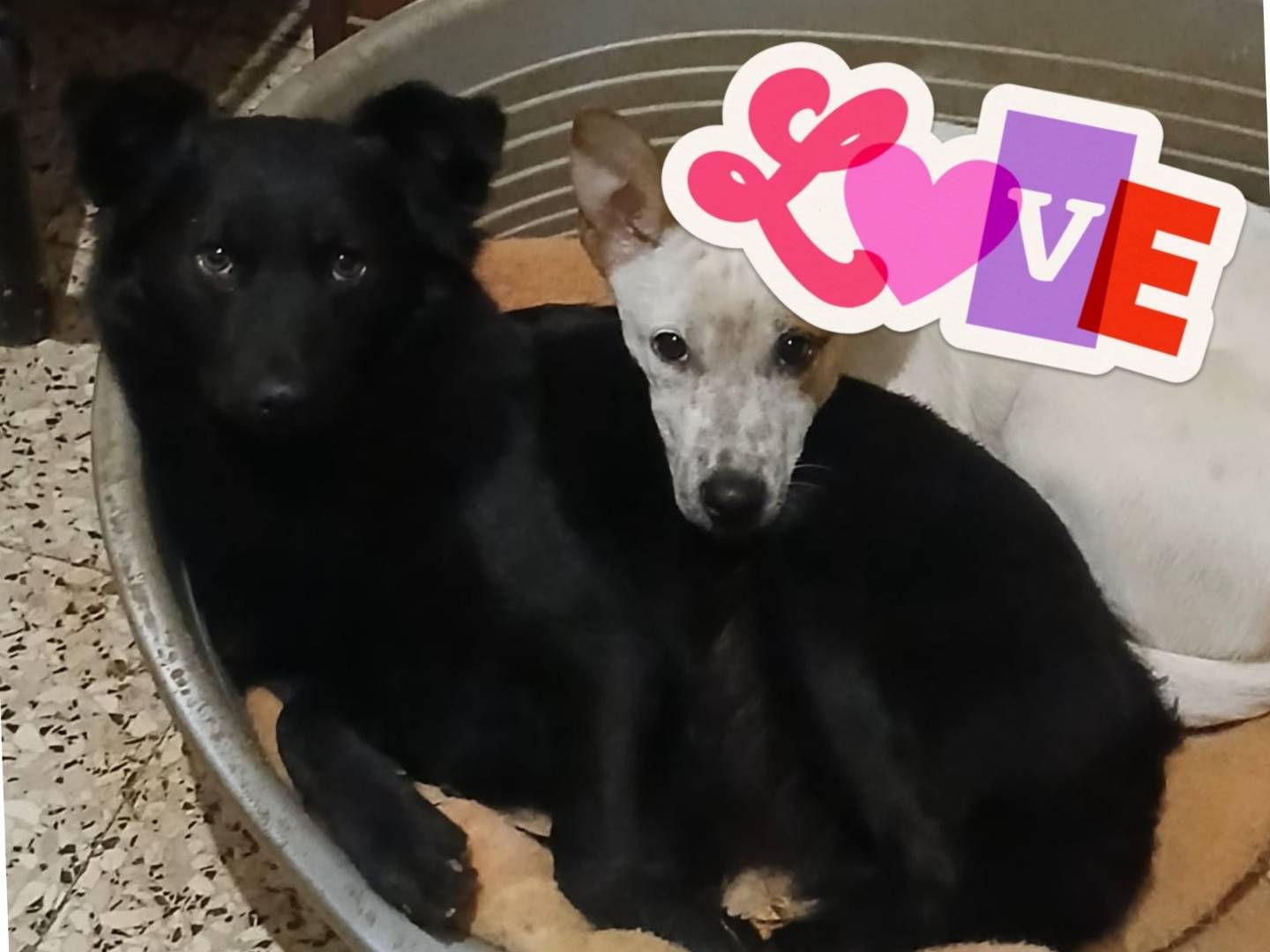 Adotta un cane, femmina, 10 mesi, Bari