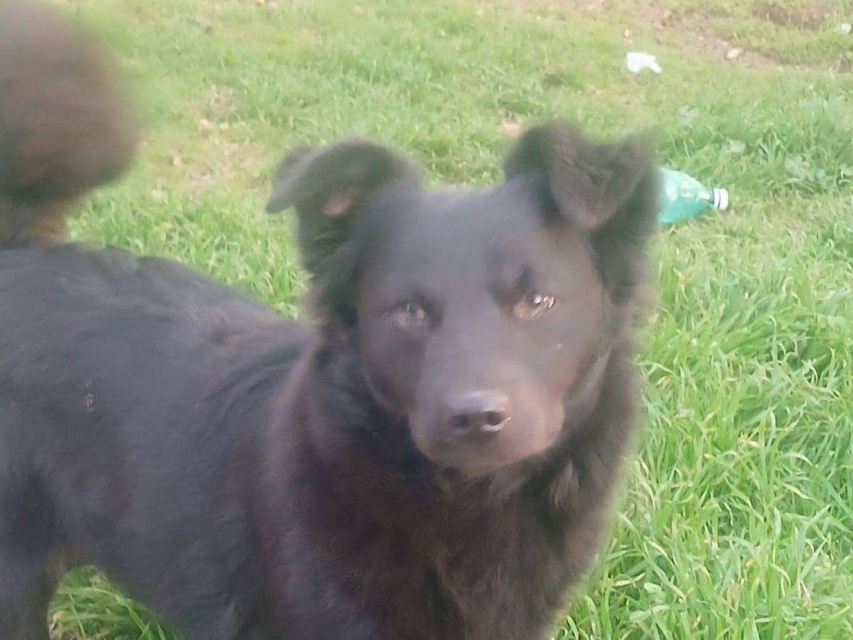 Adotta un cane, taglia piccola, femmina, Bari