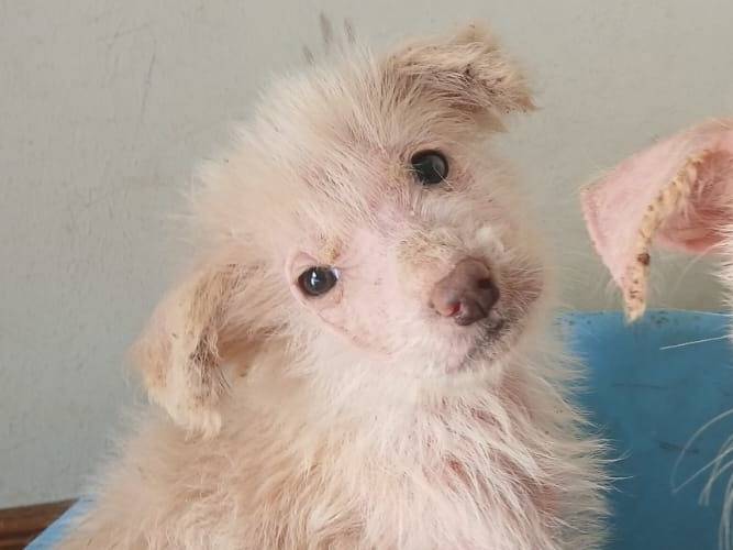 Adozione cane, femmina, Razza sconosciuta Razza sconosciuta, 2 mesi, taglia media, Bari