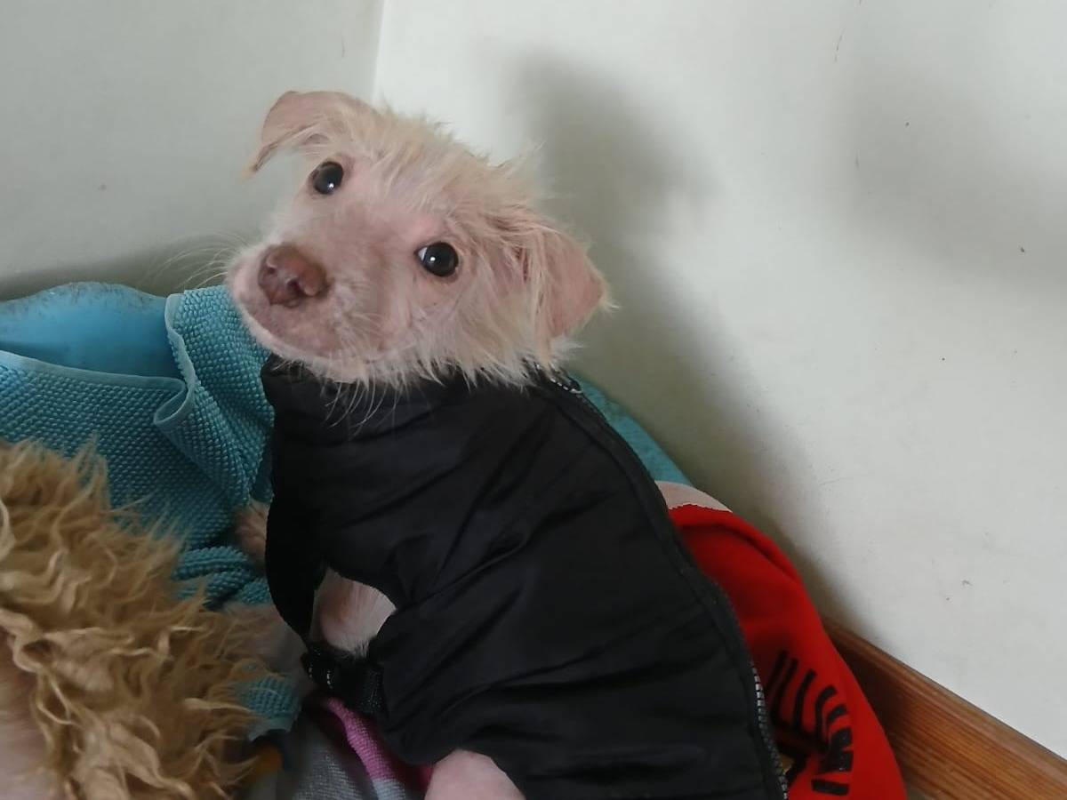 Adotta un cane, femmina, 2 mesi, Bari