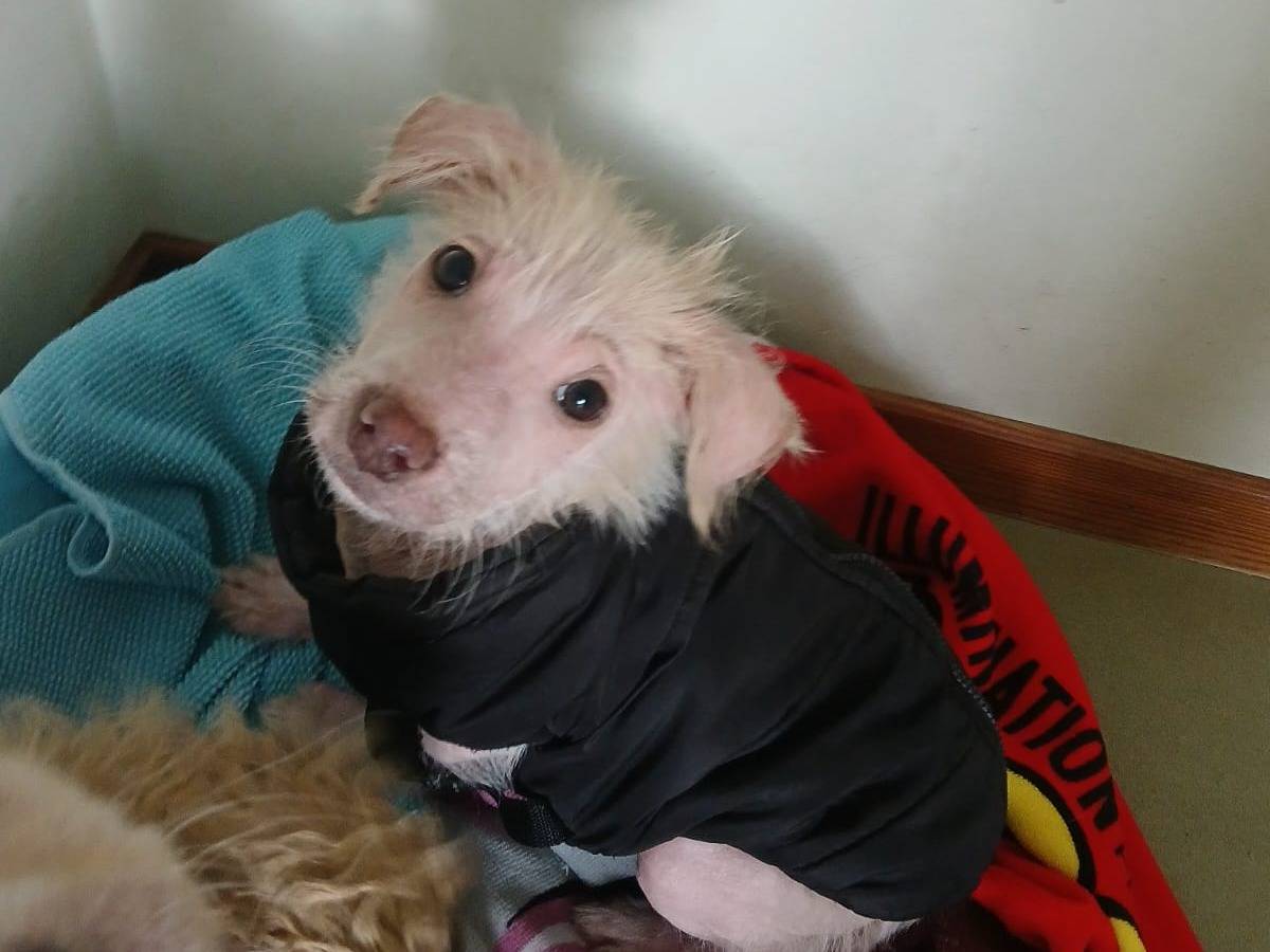 Adotta un cane, taglia media, femmina, Bari