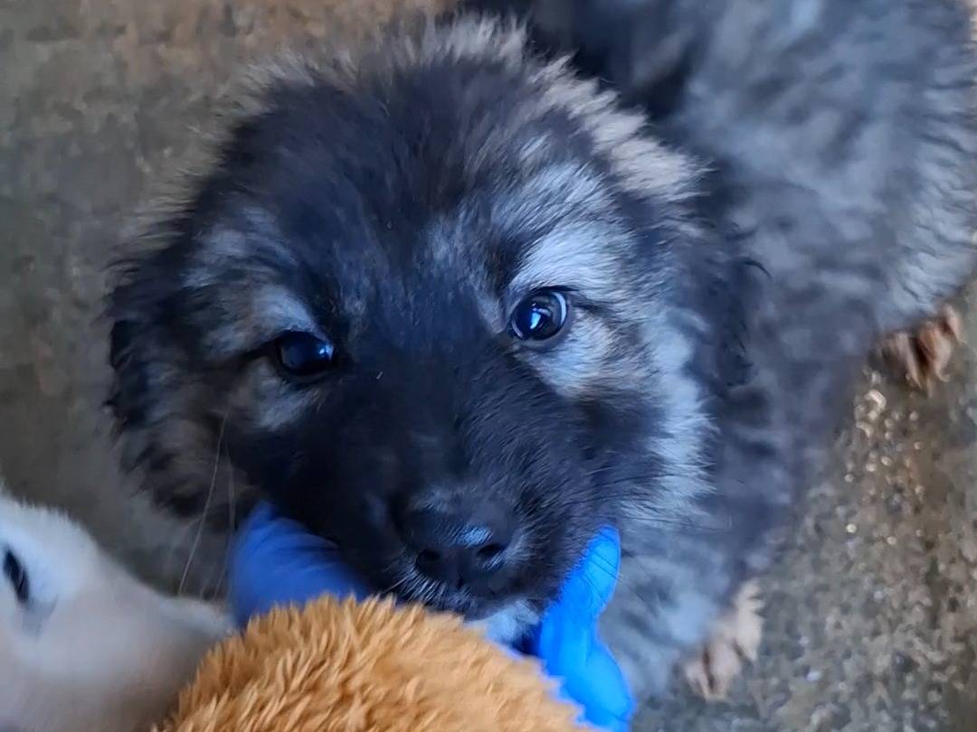 Adozione cane, femmina, Razza sconosciuta Razza sconosciuta, 3 mesi, taglia grande, Potenza