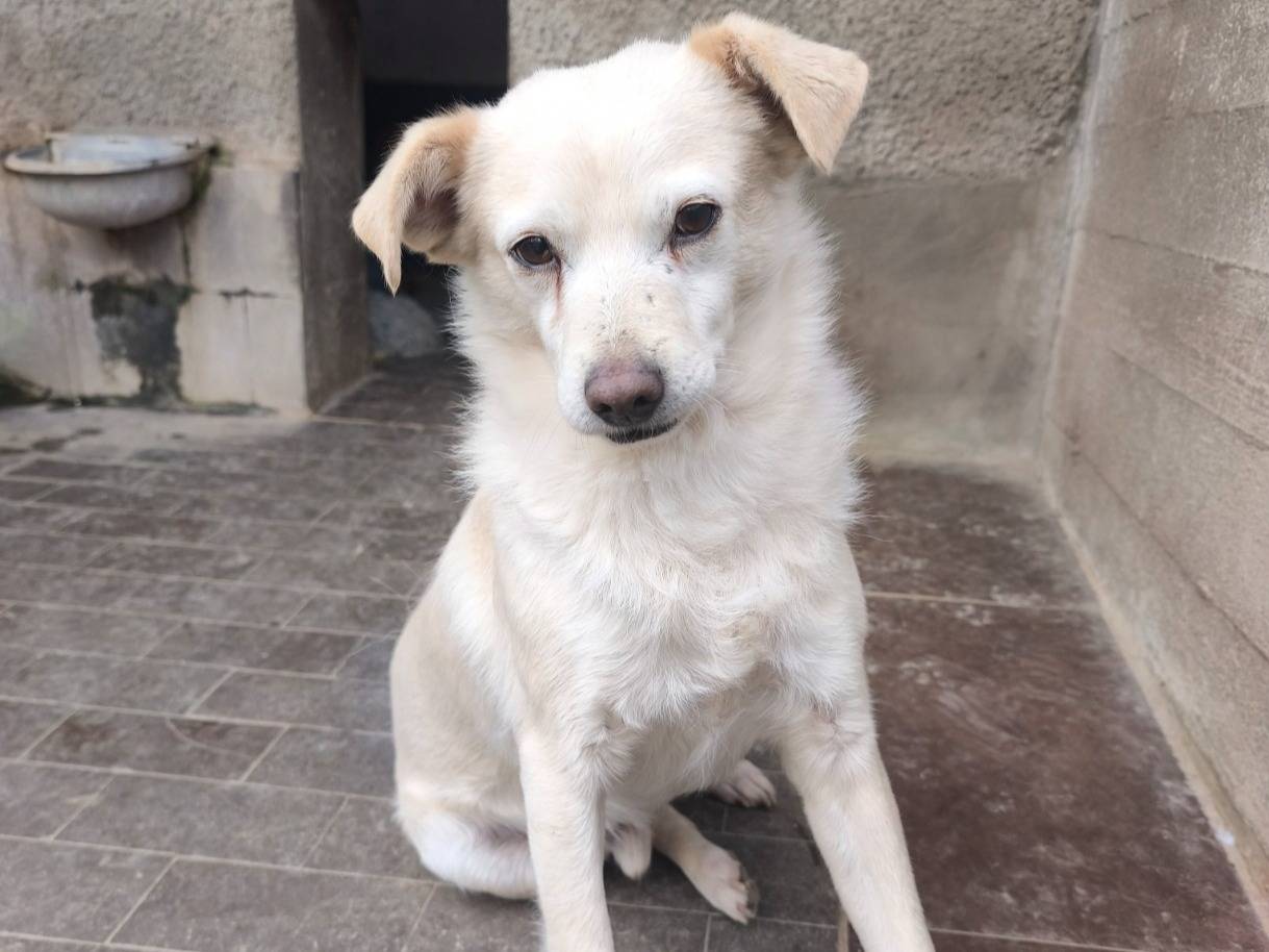 Adozione cane, maschio, Razza sconosciuta Razza sconosciuta, 4 anni e 3 mesi, taglia media contenuta, Milano