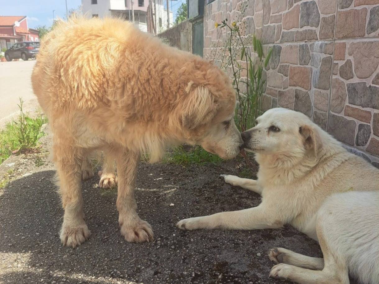 Adotta un cane, maschio, 4 anni e 3 mesi, Milano