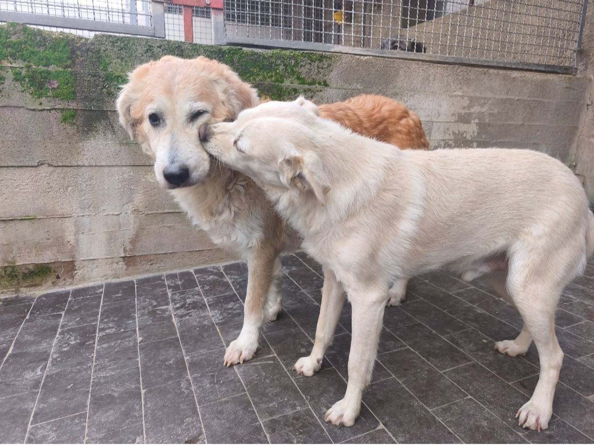 Adotta un cane, taglia media contenuta, maschio, Milano