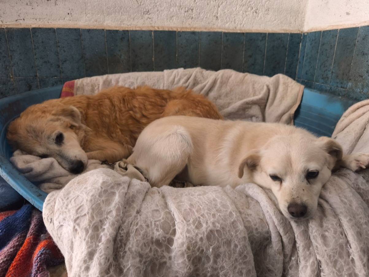 Vuoi adottare un cane a Milano?