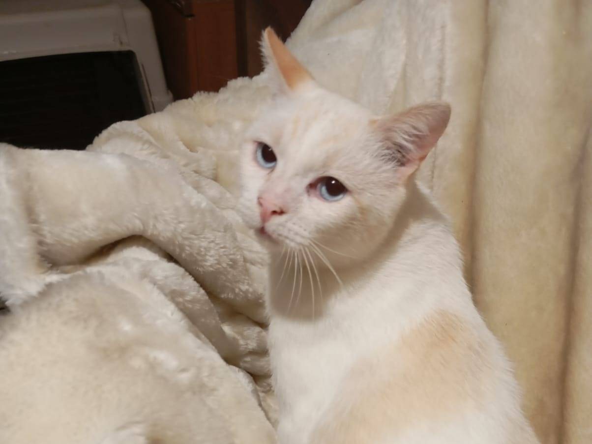 Adotta un gatto, taglia non valida, maschio, Bari