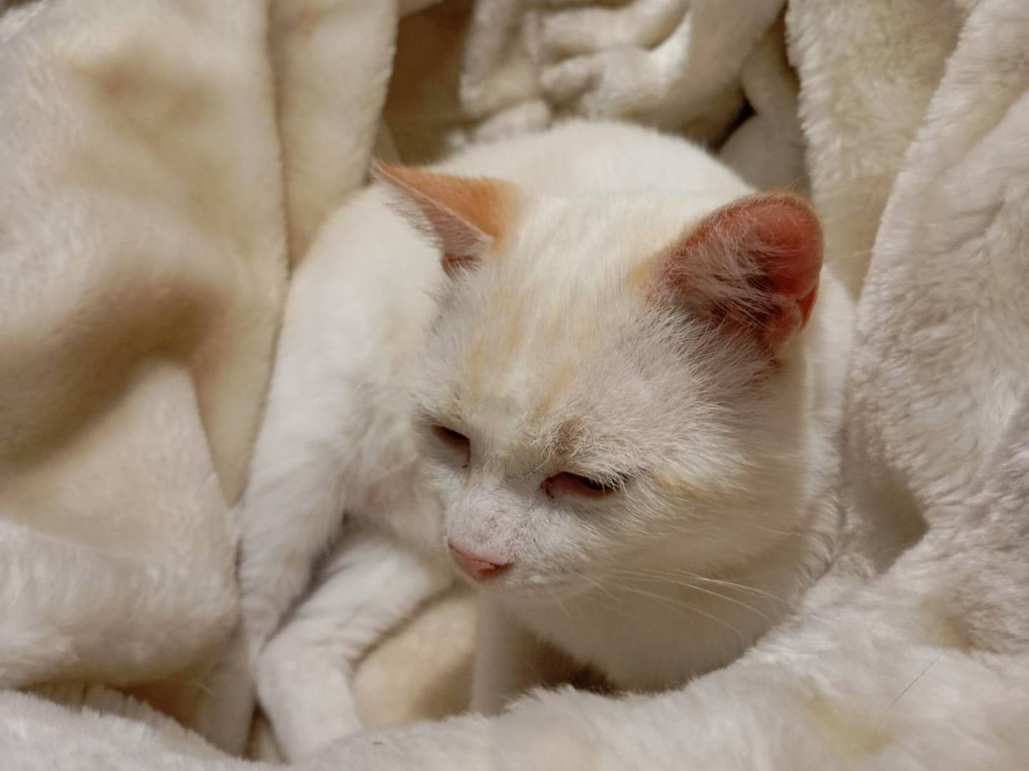 Vuoi adottare un gatto a Bari?