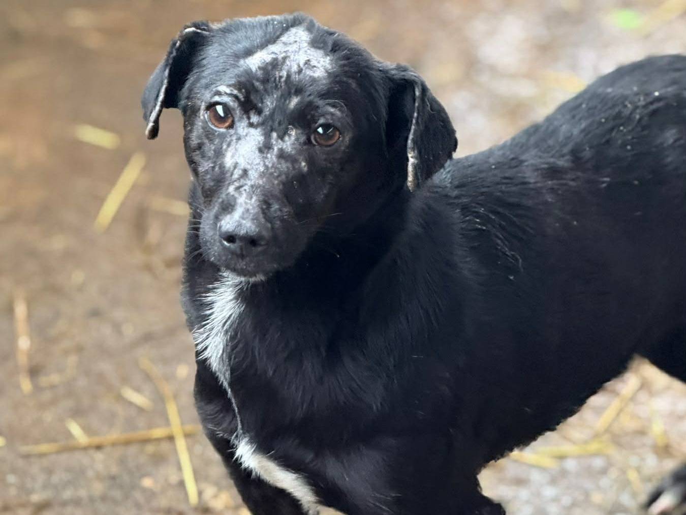 Vuoi adottare un cane a Firenze?