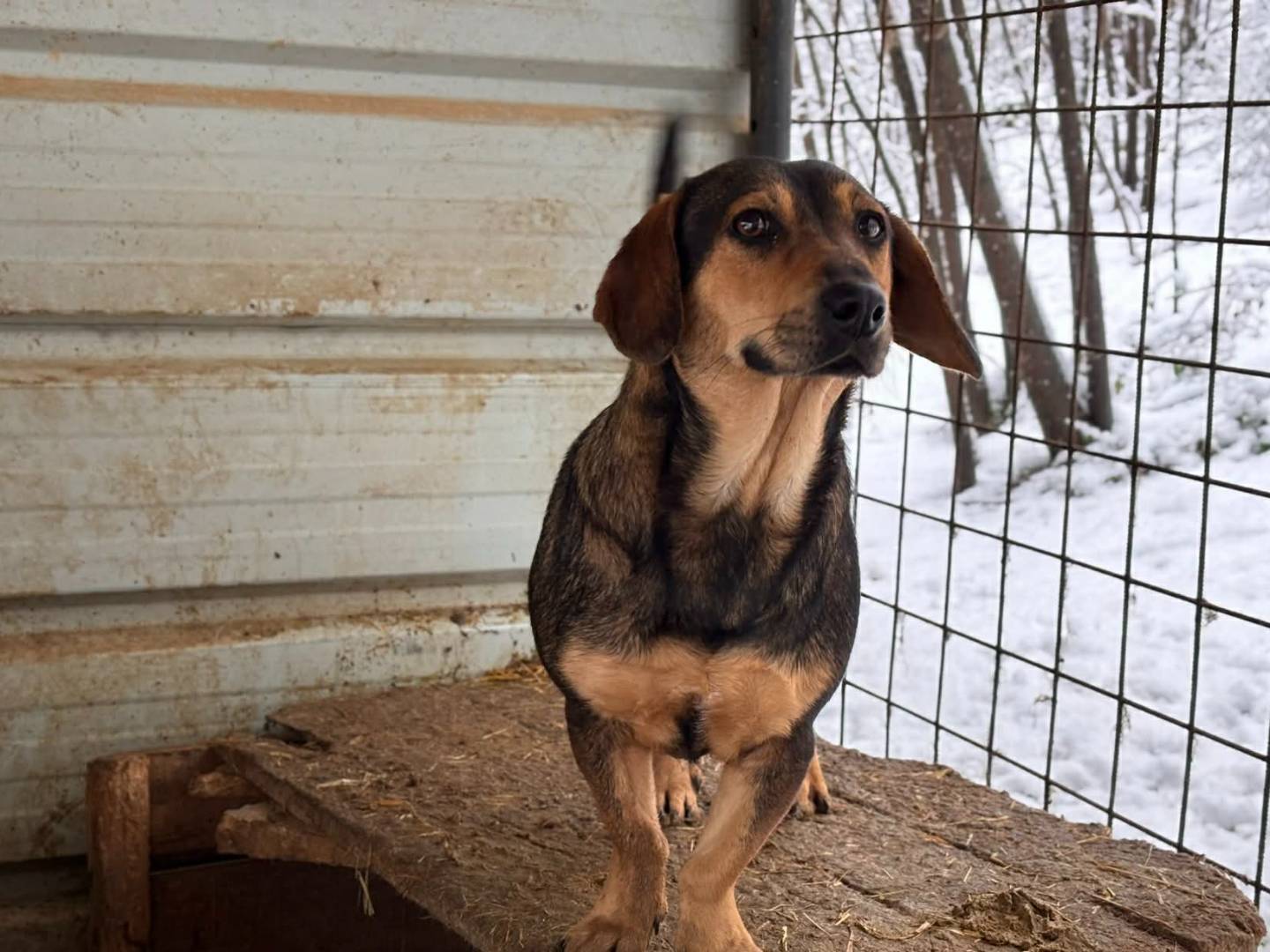 Adotta il cane OLIVE a Firenze