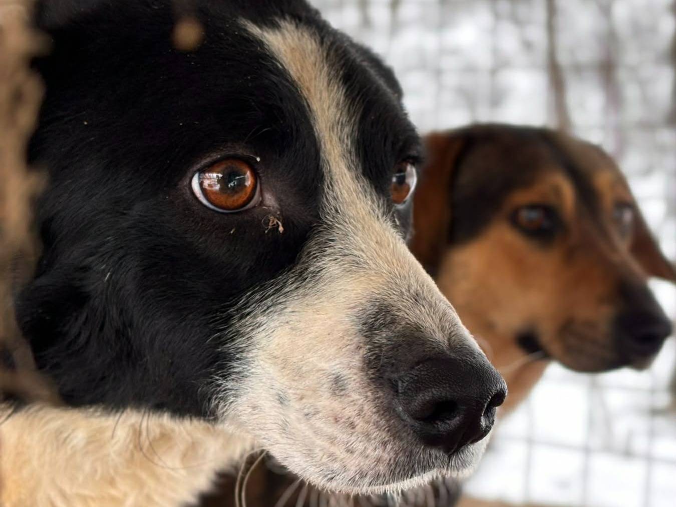 Adotta il cane WIND a Firenze