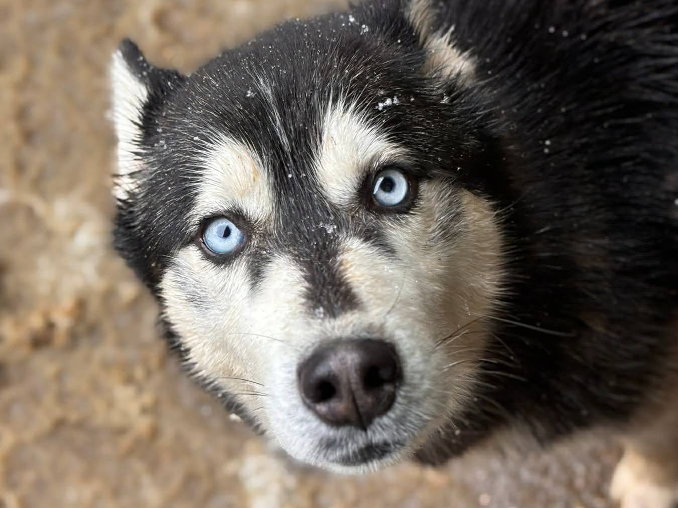 Adotta il cane ECHO a Firenze