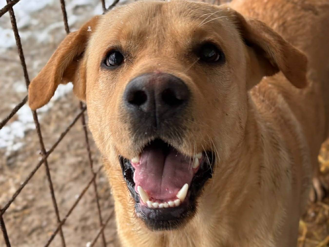 Adotta un cane, maschio, 1 anno e 9 mesi, Firenze