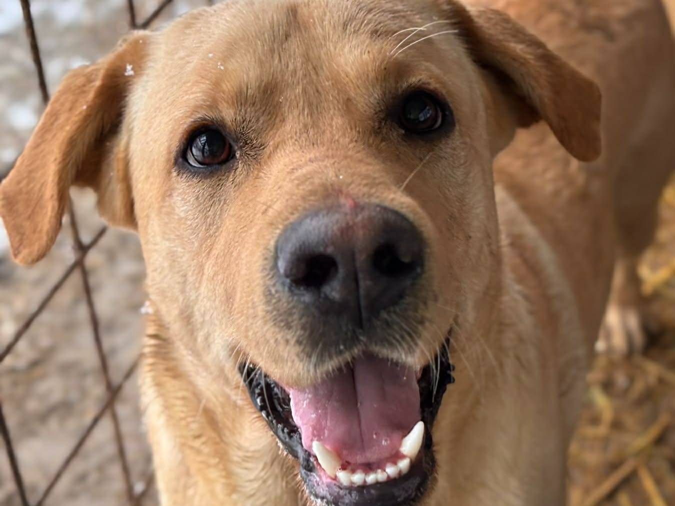 Adotta un cane, taglia media, maschio, Firenze