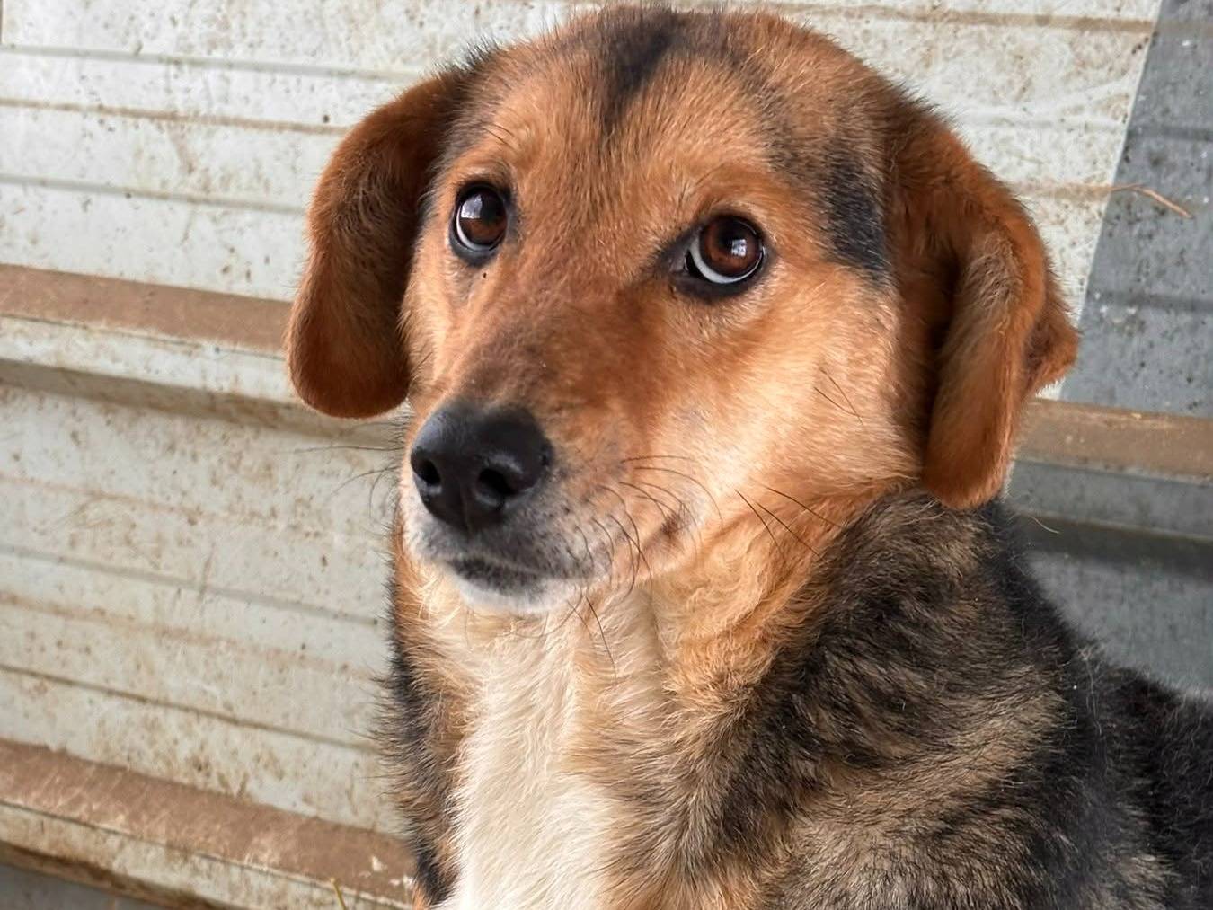 Adotta il cane DOTTIE a Firenze