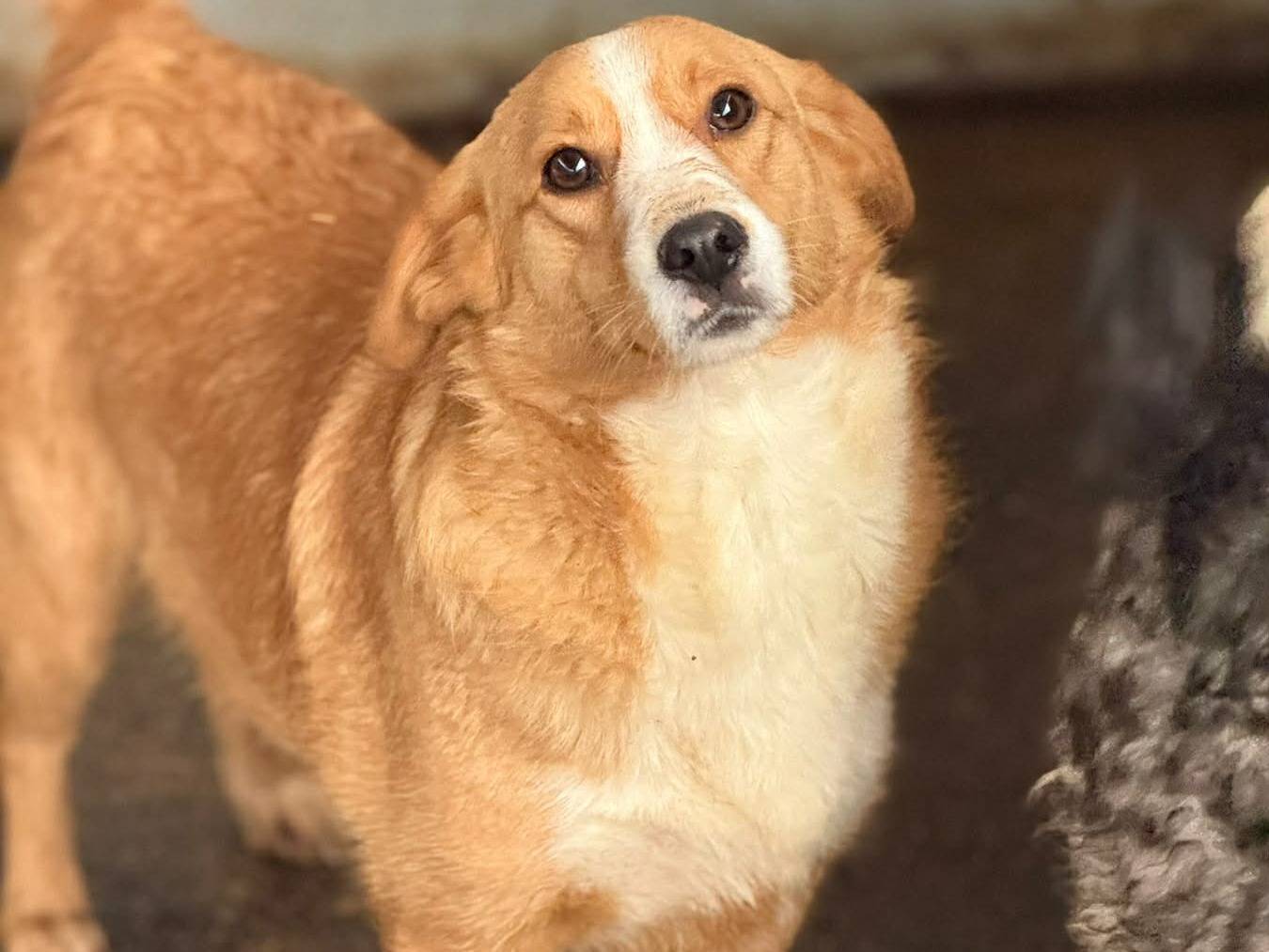 Adozione cane, femmina, Razza sconosciuta Razza sconosciuta, 1 anno e 4 mesi, taglia media contenuta, Firenze