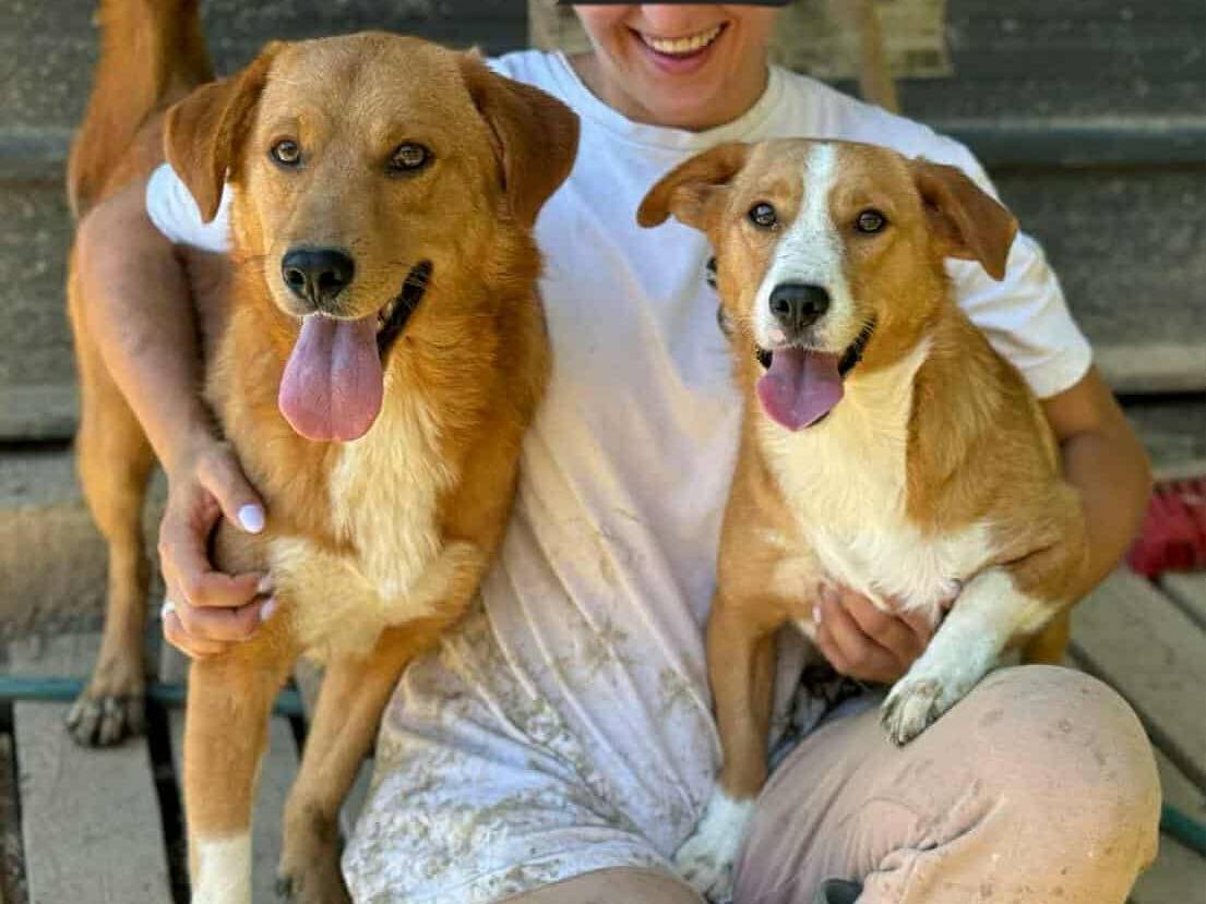 Adotta il cane LIZZY a Firenze