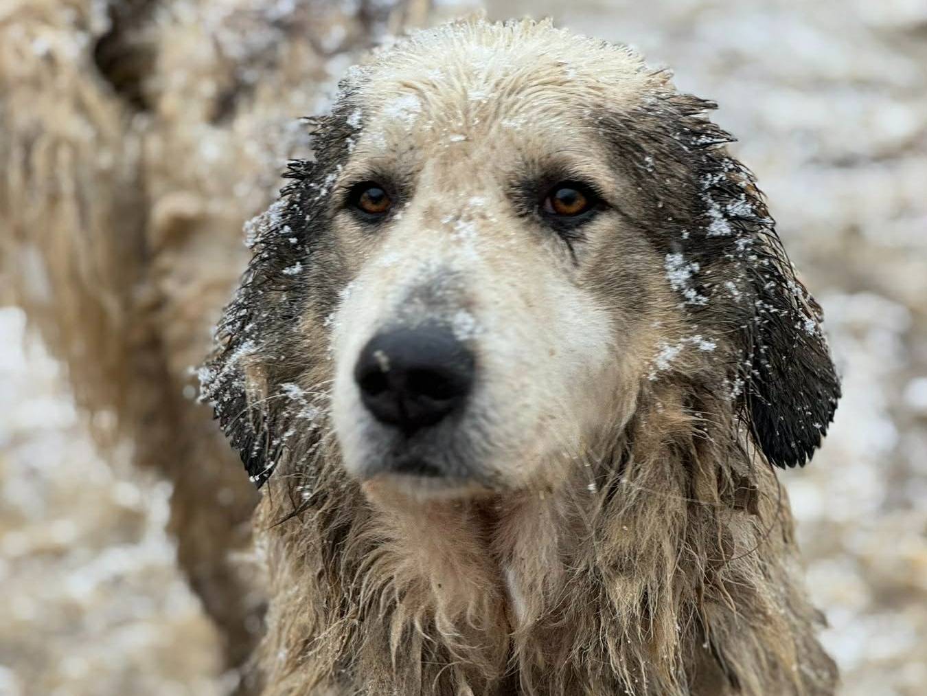 Adotta un cane, taglia gigante, maschio, Firenze