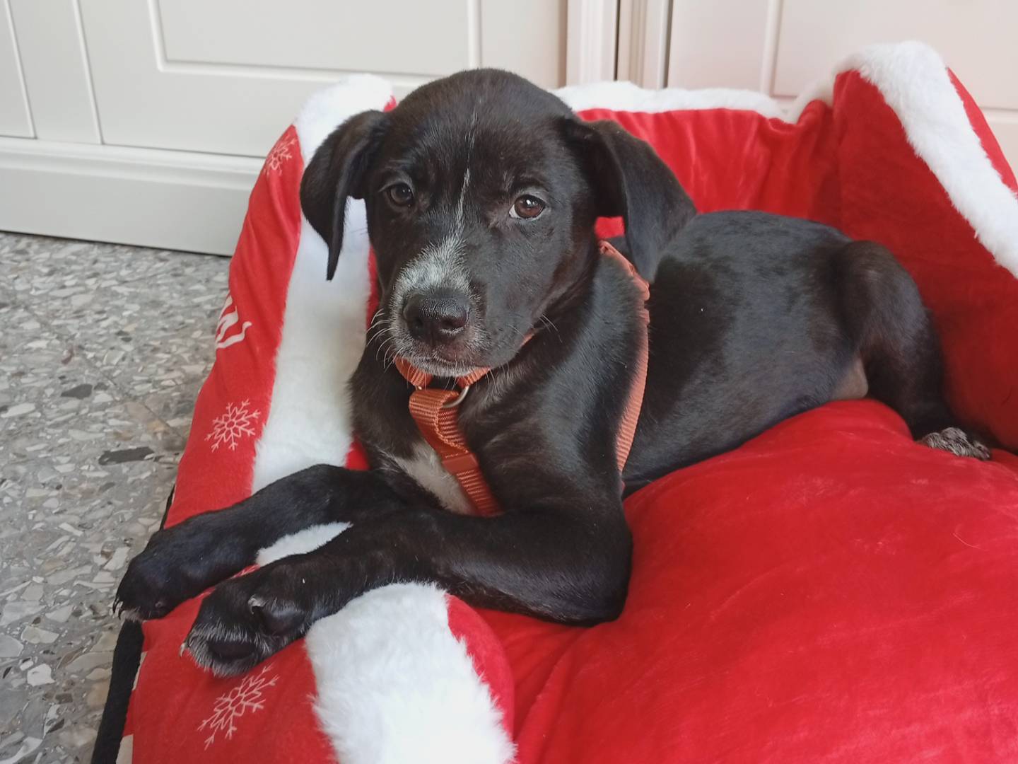 Vuoi adottare un cane a Roma?