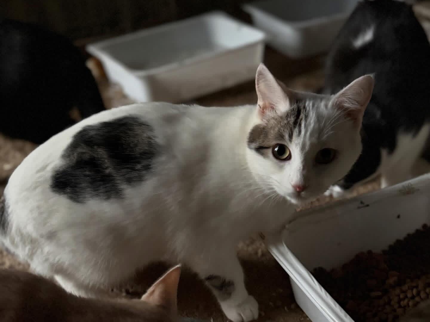 Adozione gatto, maschio, Razza sconosciuta Razza sconosciuta, 5 mesi, taglia non valida, Perugia