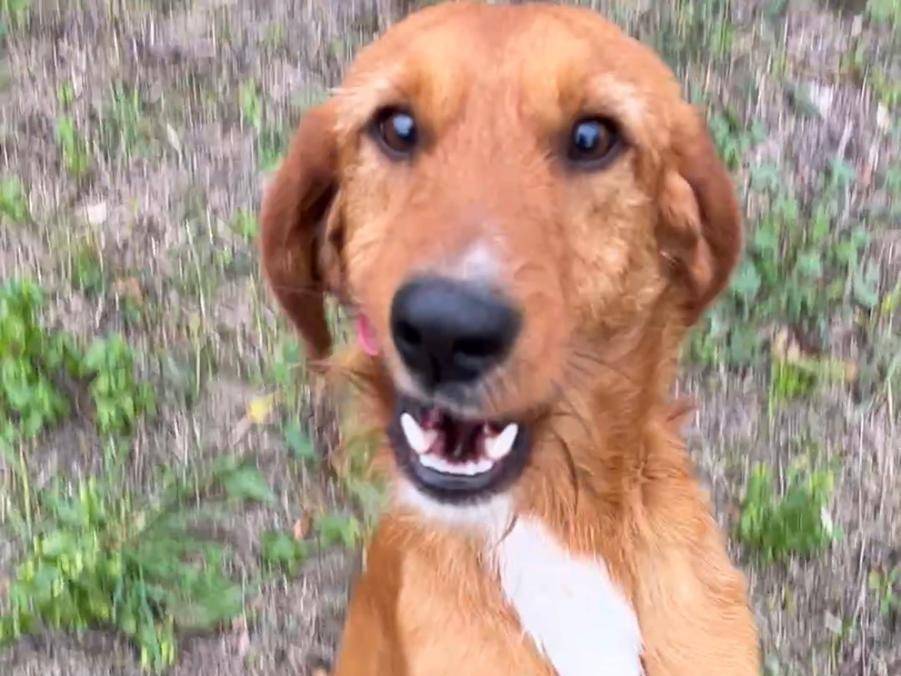 Vuoi adottare un cane a Chieti?