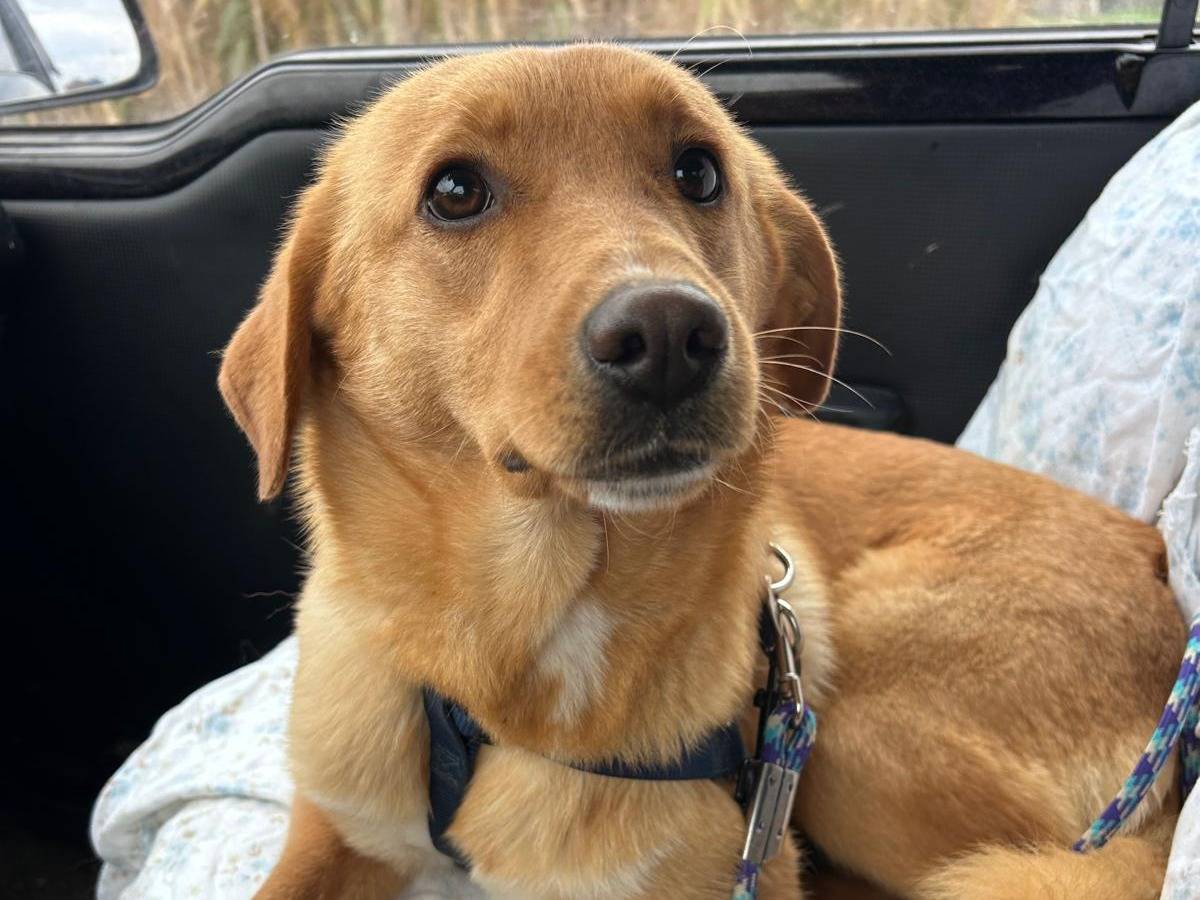 Adozione cane, femmina, Razza sconosciuta Razza sconosciuta, 11 mesi, taglia media contenuta, Chieti