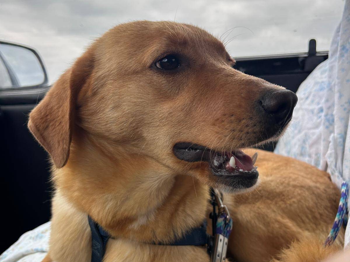 Adotta un cane, taglia media contenuta, femmina, Chieti