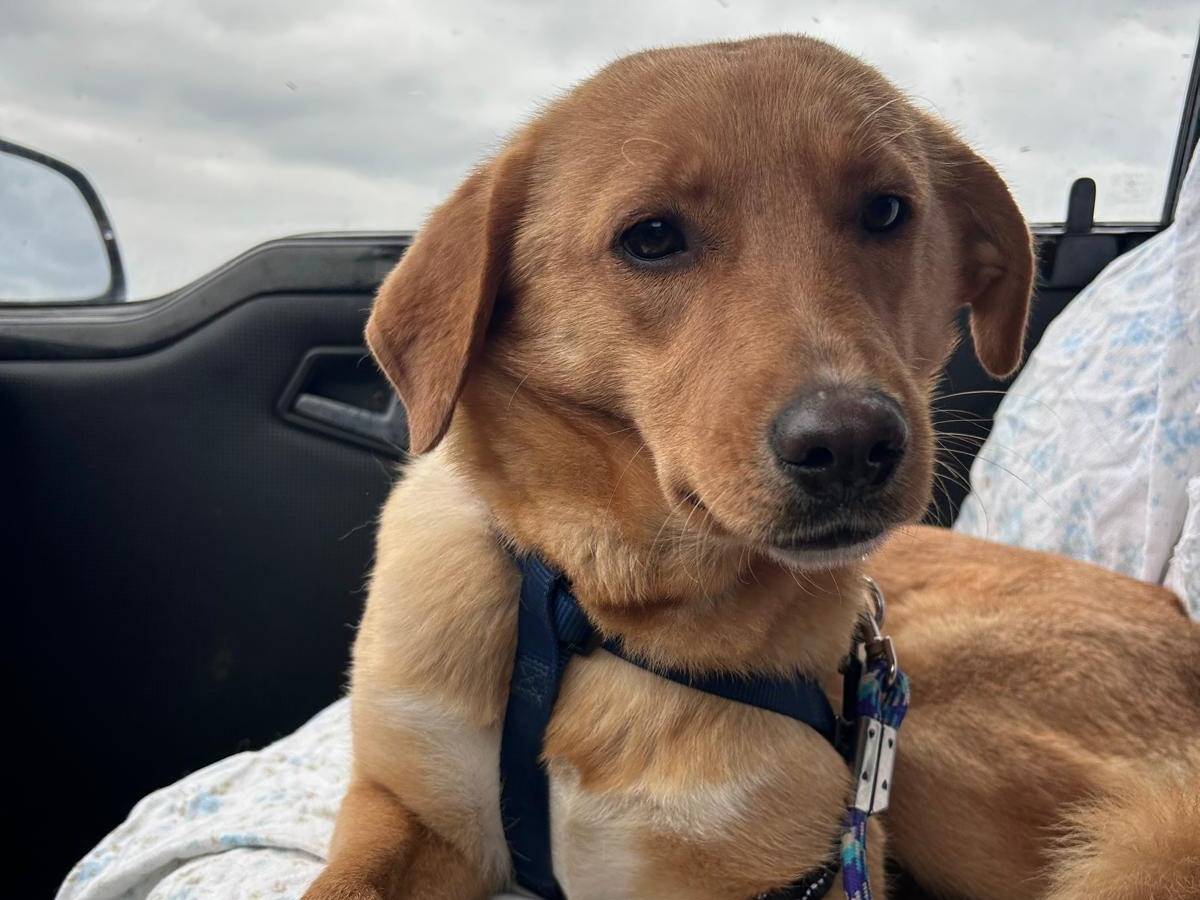 Vuoi adottare un cane a Chieti?