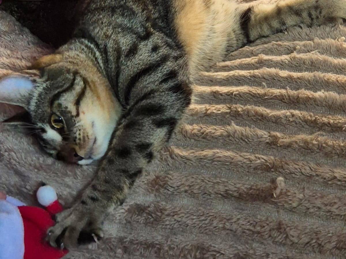 Vuoi adottare un gatto a Forl?