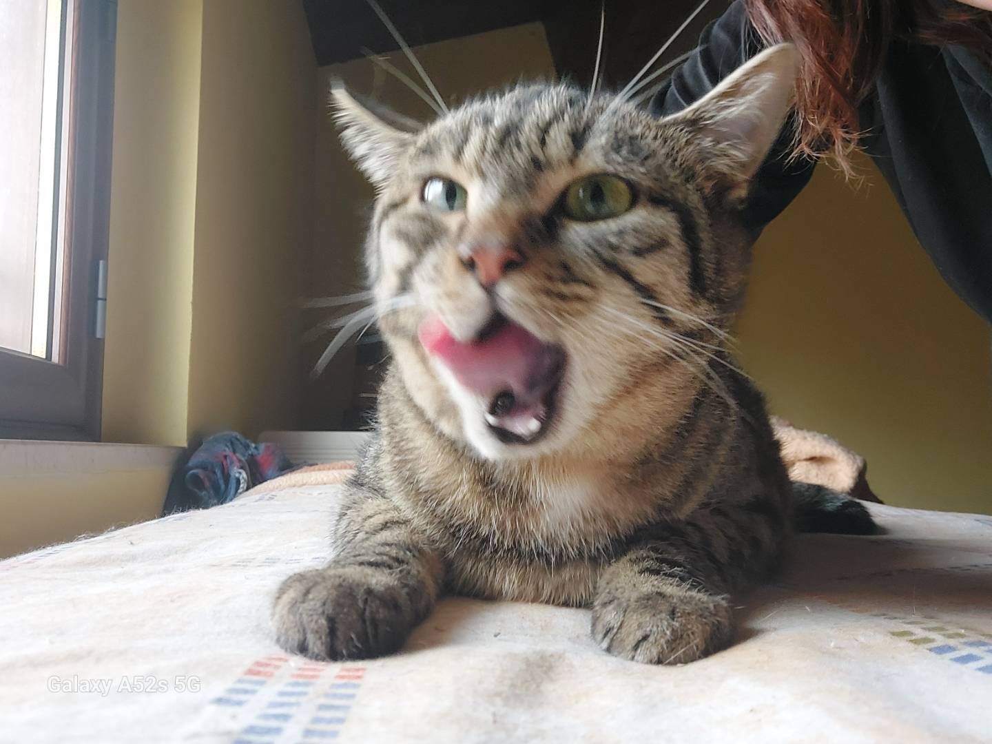 Adozione gatto, femmina, Razza sconosciuta Razza sconosciuta, 10 mesi, taglia non valida, Bologna