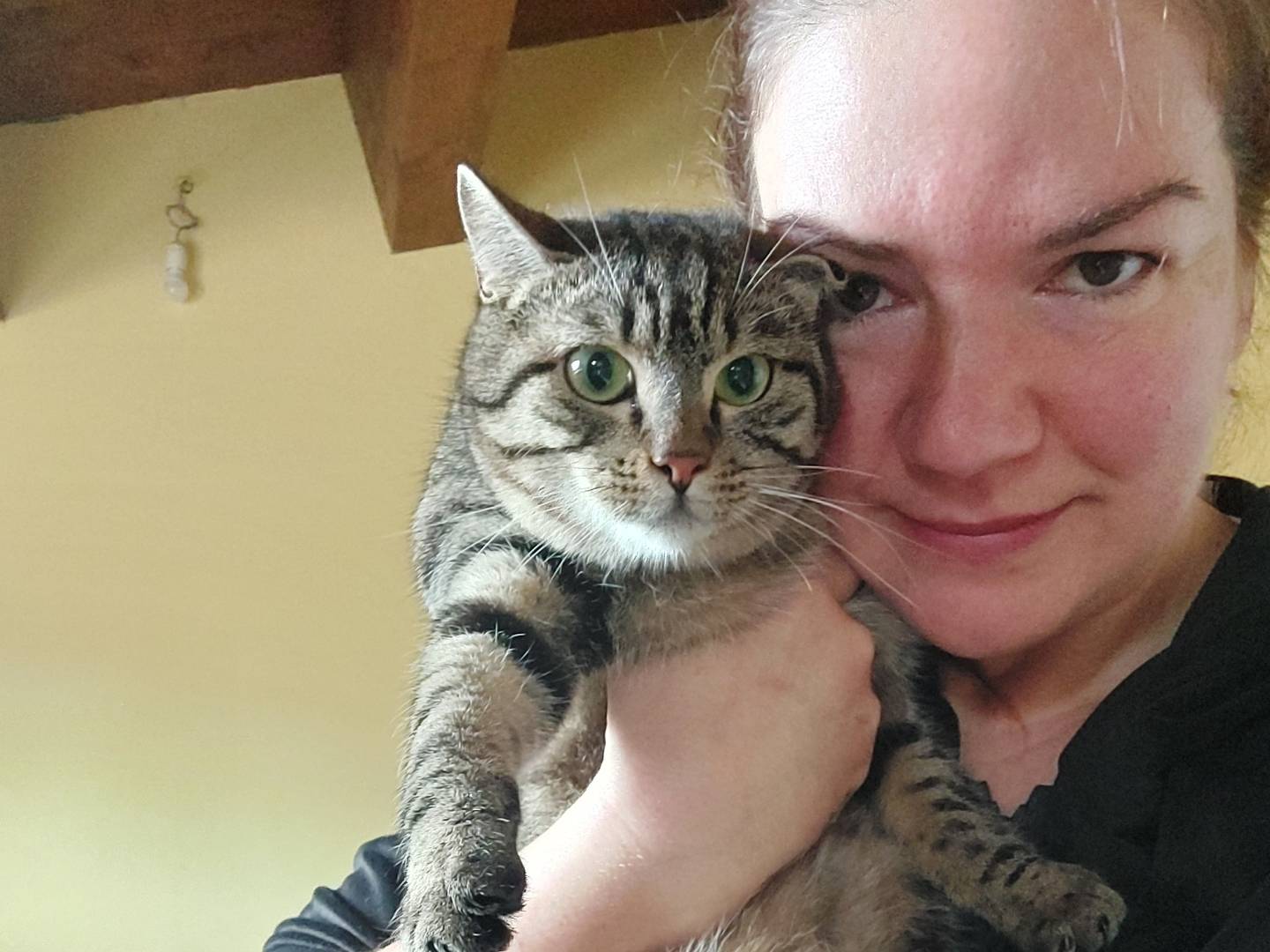 Adotta un gatto, femmina, 10 mesi, Bologna