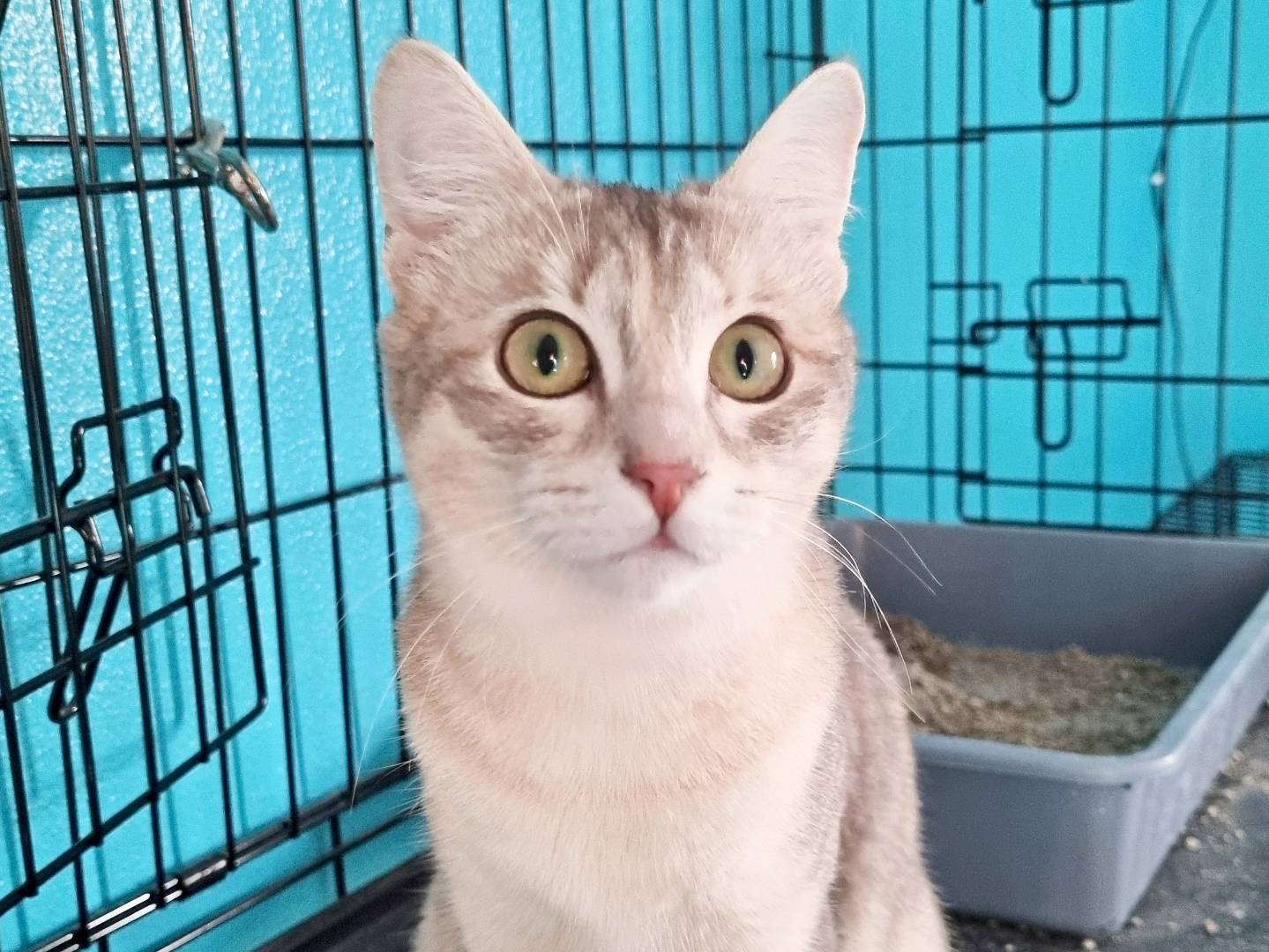 Adotta un gatto, taglia non valida, femmina, Cremona