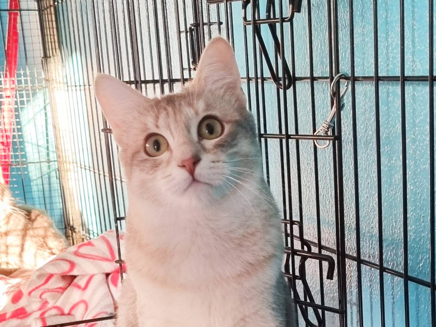 Vuoi adottare un gatto a Cremona?