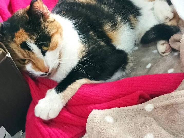 Adotta un gatto, taglia non valida, femmina, Latina