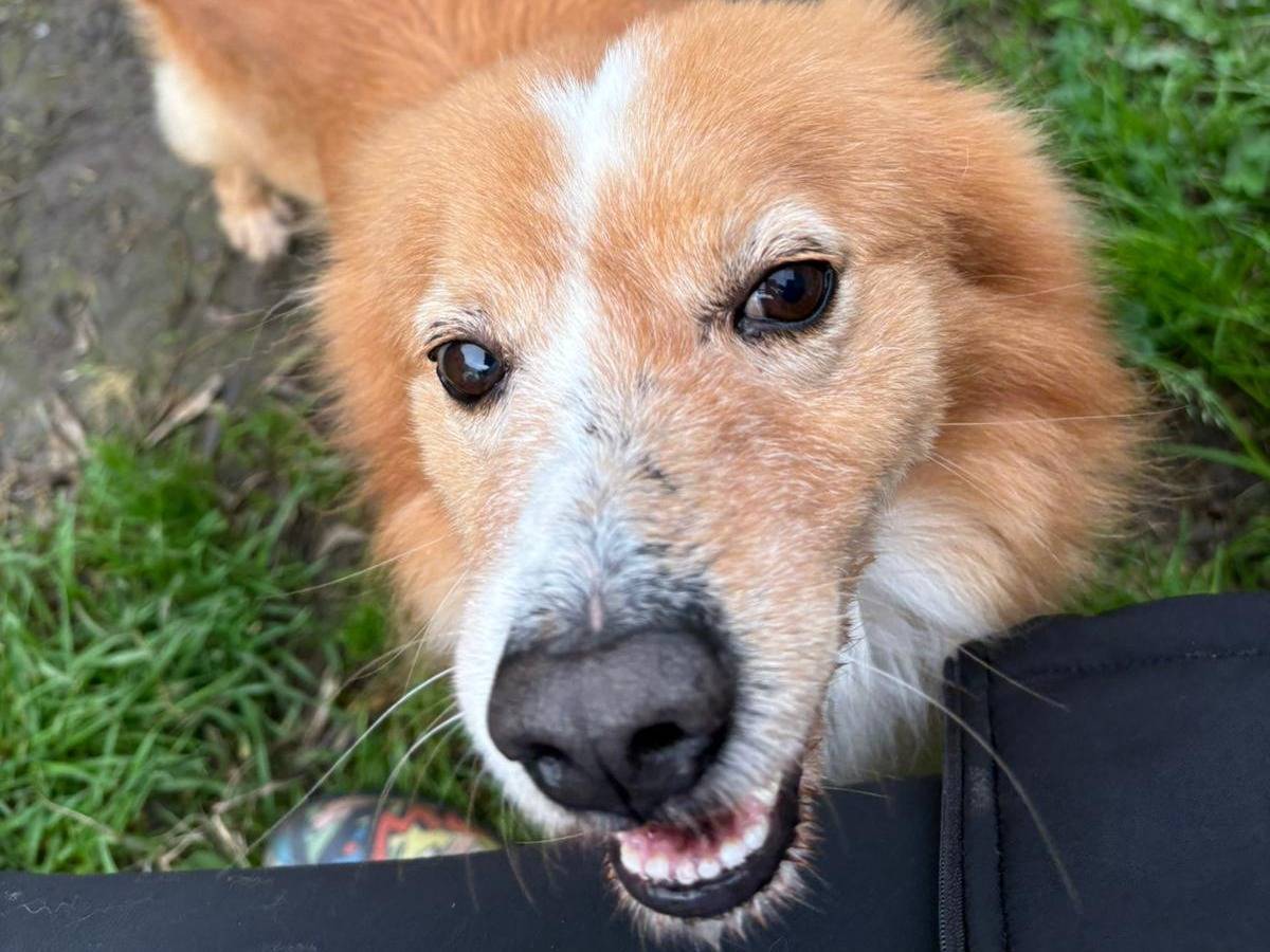 Adozione cane, maschio, Volpino di Pomerania Razza sconosciuta, 5 anni e 3 mesi, taglia media contenuta, Crotone