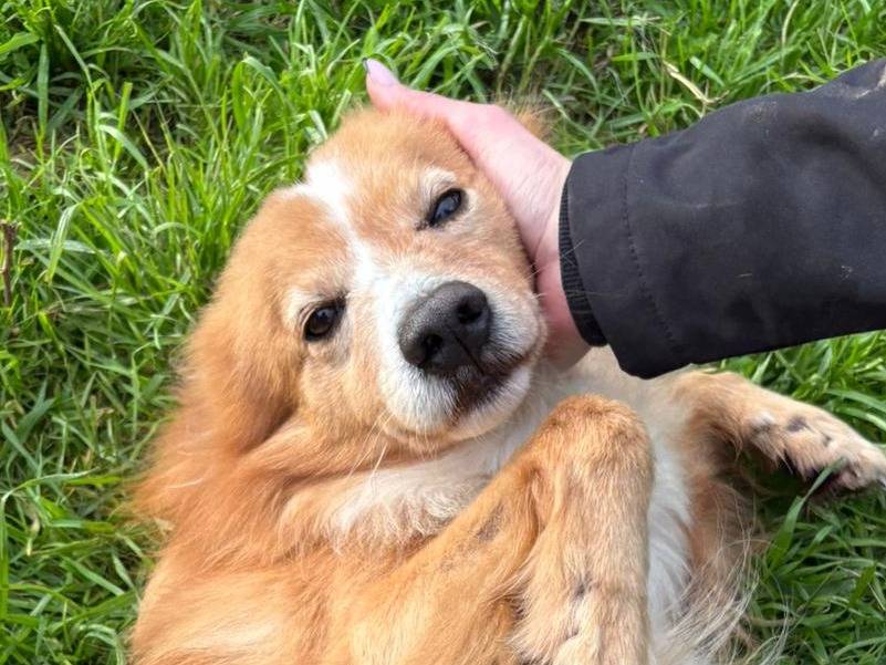 Adotta un cane, taglia media contenuta, maschio, Crotone