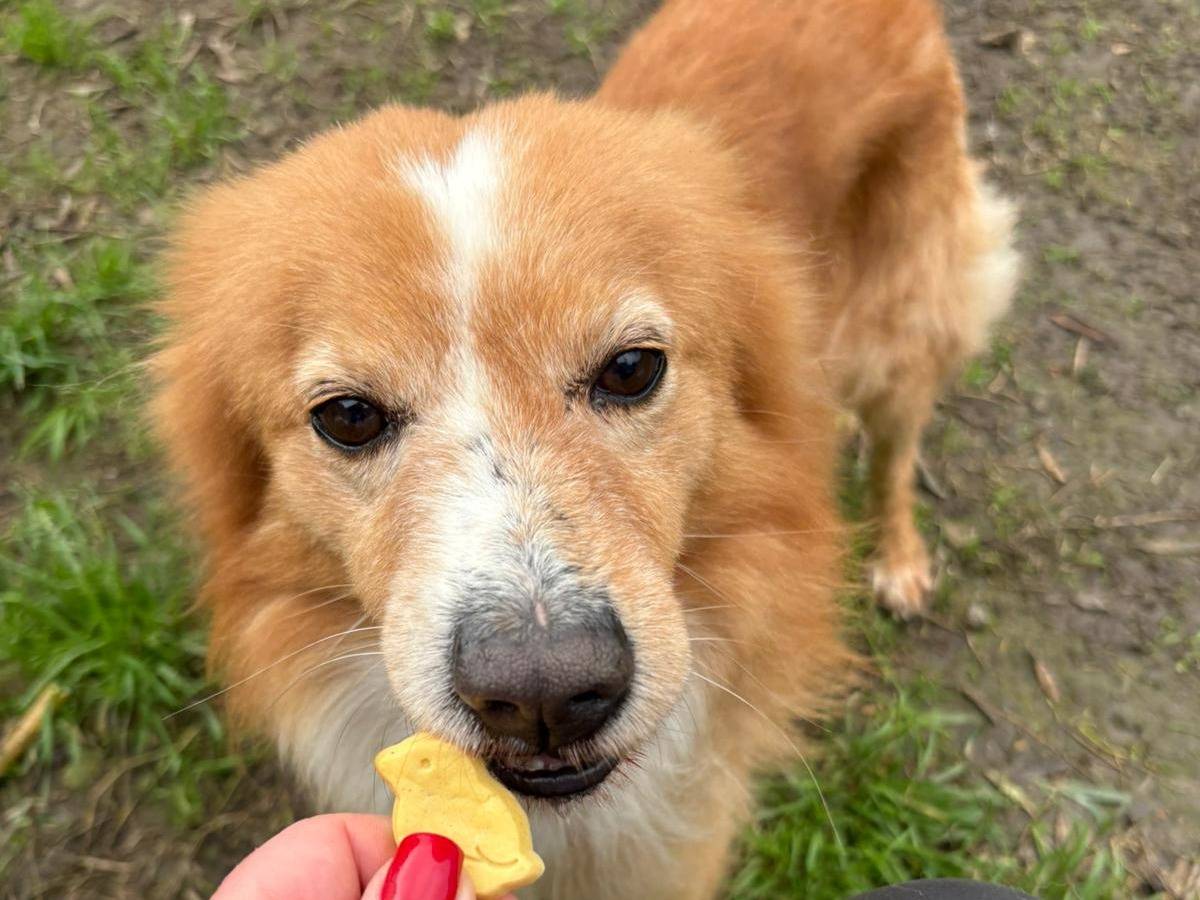 Vuoi adottare un cane a Crotone?