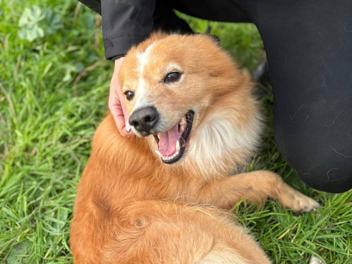 Adotta il cane Ricky a Crotone