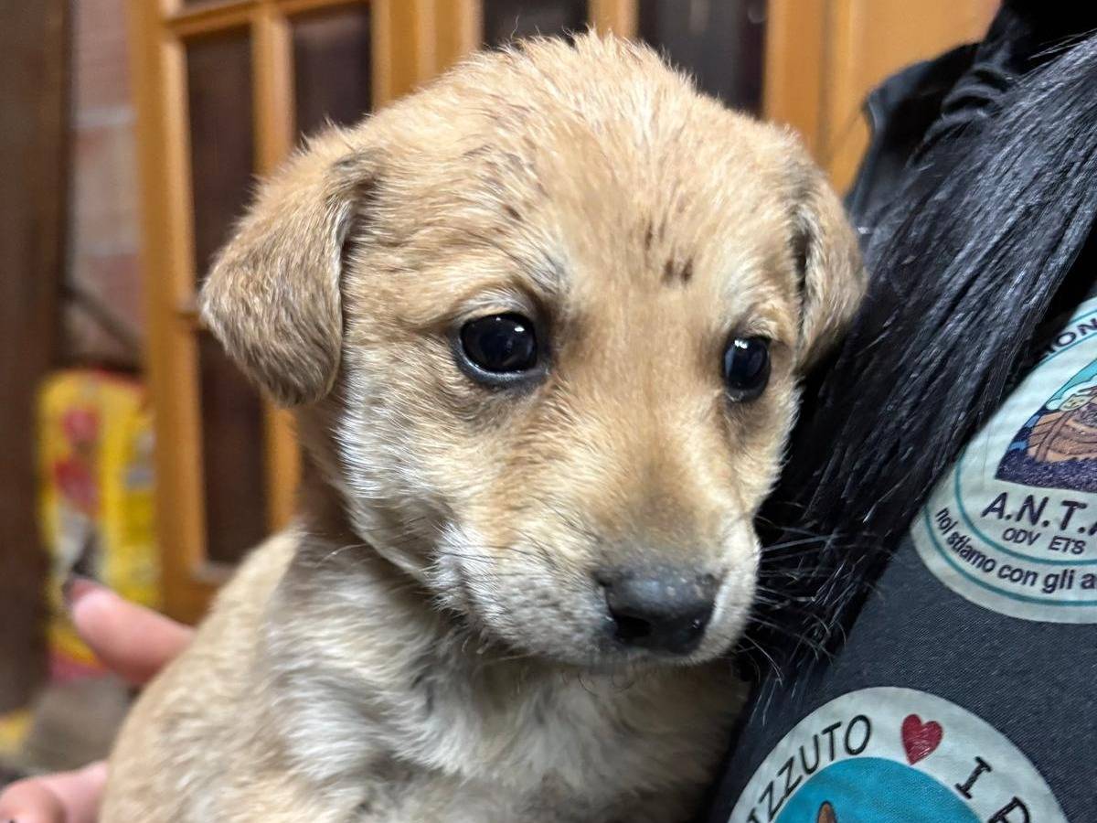 Adozione cane, maschio, Razza sconosciuta Razza sconosciuta, 1 mesi, taglia piccola, Crotone