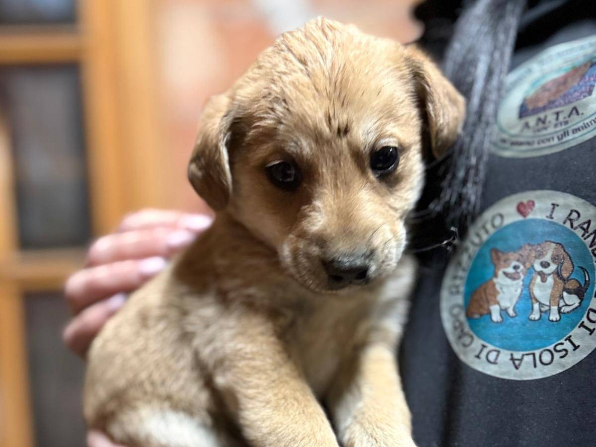 Vuoi adottare un cane a Crotone?